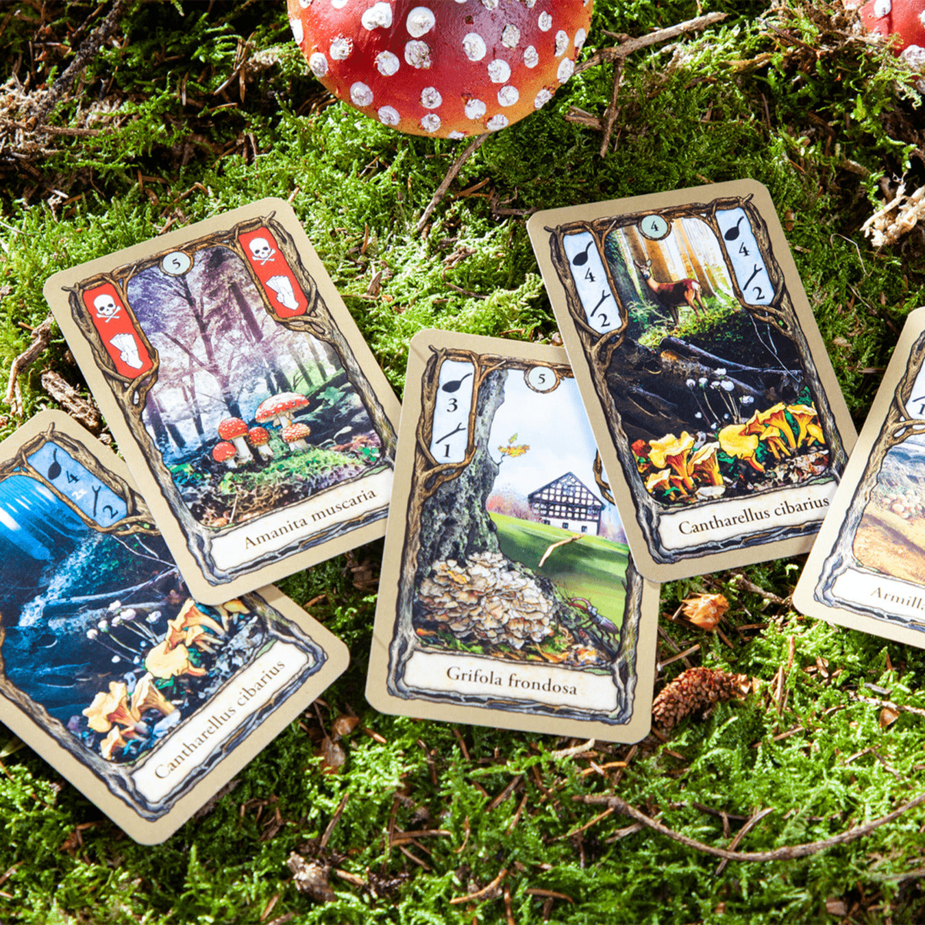 Fungi, Kartenspiel