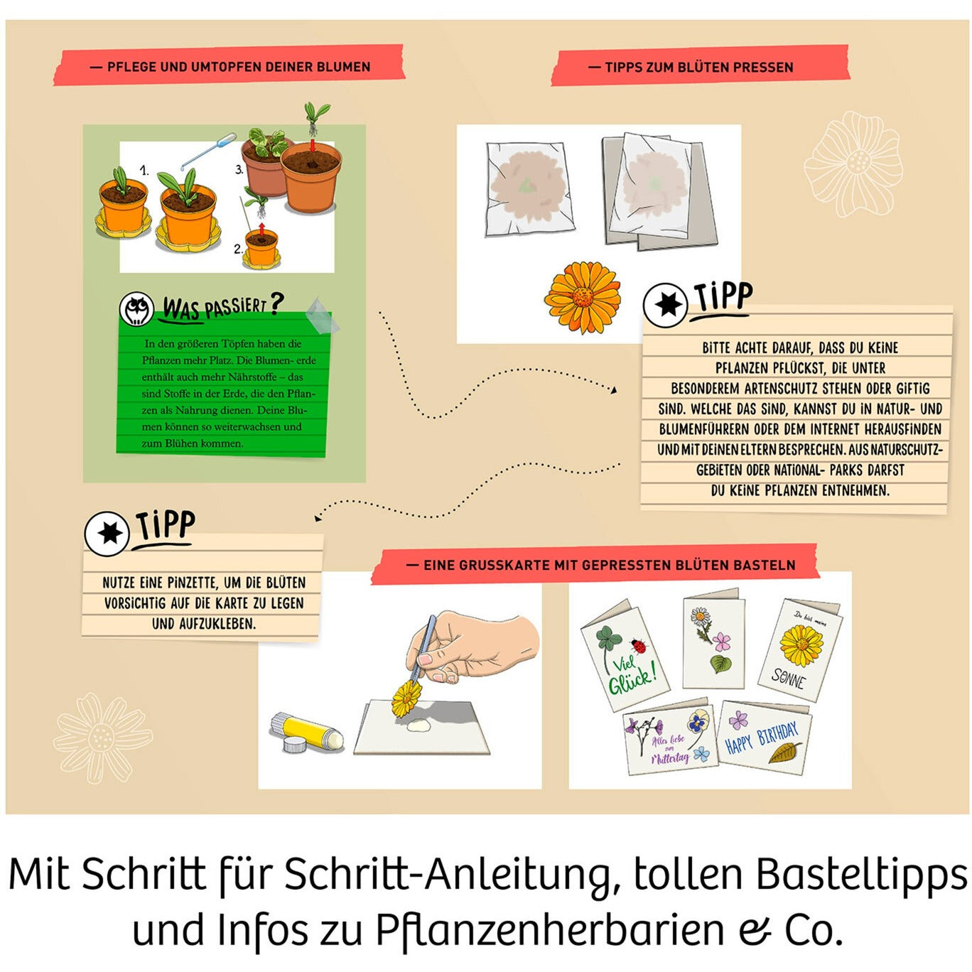 Kosmos Blütenpresse