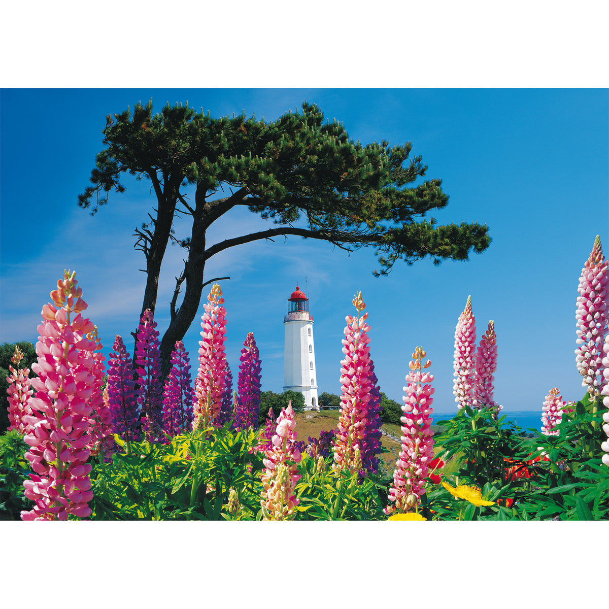Leuchtturm Dornbusch, Hiddensee, Puzzle